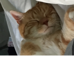 CAT SPLAT