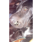 DOGGIES ROBUX