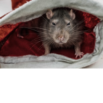 Angry - Rats