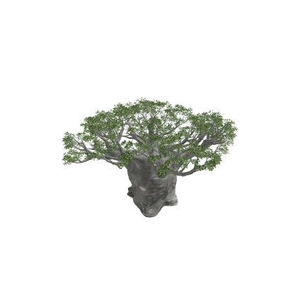 Baobab Adansonia digitata Savanna Tree