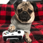 Chubby Pugs!