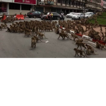 A gangue dos macacos