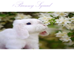 Ashi's Bunny's