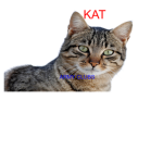 Kat Army Clubs