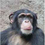 Chimpanzee123