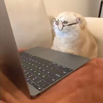 sam_thecat
