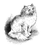 kitty fluffy
