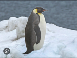 Penguin groop