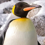 PenguinFanClub