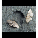 Moth Basement..?