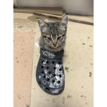 Cats Ruled