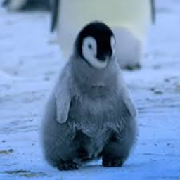 PENGUIN HOTEL