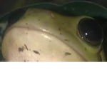 Arsenal_frogs