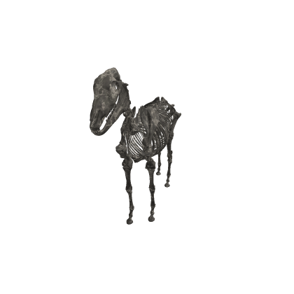 Skeleton Horse