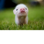 Piglet productions