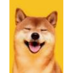 Doge Great soldiers