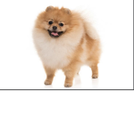 Pomerania army