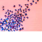 Butterfly wings family