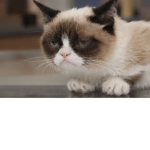 Team Cats Loss