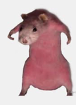 Team ratto :). (Anyone who joins is my bestie:D)