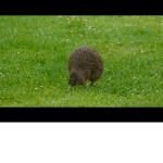 Kiwi Nation!!! :D