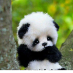 Cuteness Panda Squad