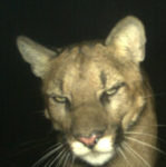 cougarmaxxing