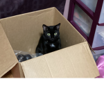 Binxy