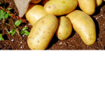 Bacon Potato Craxel