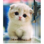 Cats cats Cats cats cats cats cats cats cats catss