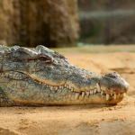 Fakecrocodile