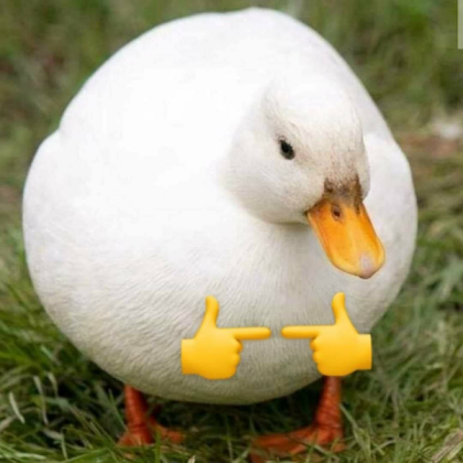 Cute Duck 👉👈 Roblox decal