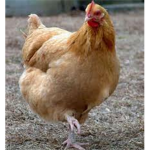 The CHICKENWANGS Empire