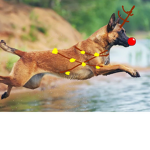Malinois’ and fairies