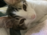 Im a kitty and i dance