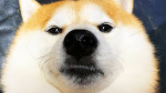 ༅ Shiba Squad ༅