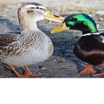 Cutes duck