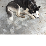 JAVA THE HUSKY