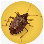 Stank Bugs