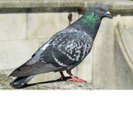 pigeon community
