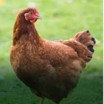 ៛ Chicken's United ៛