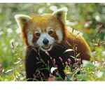 Red Panda's Rock!