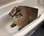 pandas stu