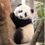 Panda squad army