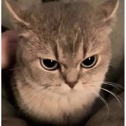 Gato