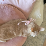 Coco home