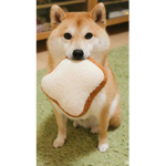 Doge Team X