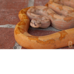 Reptile Keepers Hangout