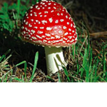 mushroomy5