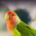 Lovebird Cafe